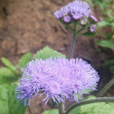 Ageratum houstonianum