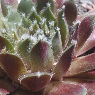 Sempervivum Raspberry Ice