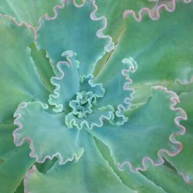 Echeveria Blue Waves