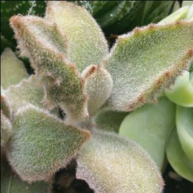 Kalanchoe Beharensis Fang