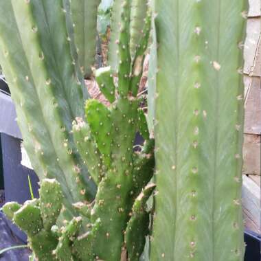 Opuntia monacantha f. monstruosa