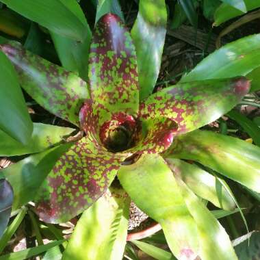 Neoregelia 'Gold Fever'