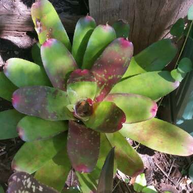 Neoregelia 'Happy Birthday'