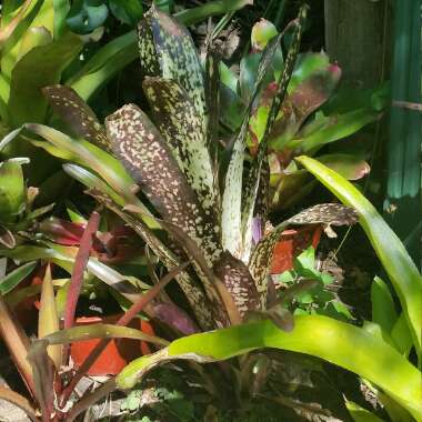 Billbergia 'Hallelujah'