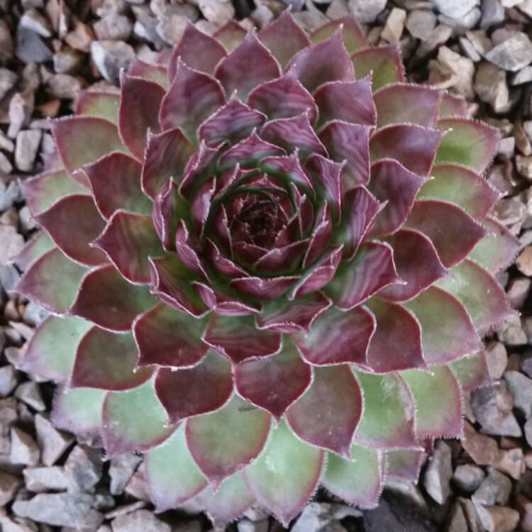 Plant image Sempervivum Bronco