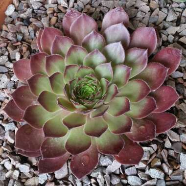 Sempervivum Pacific Red Rose