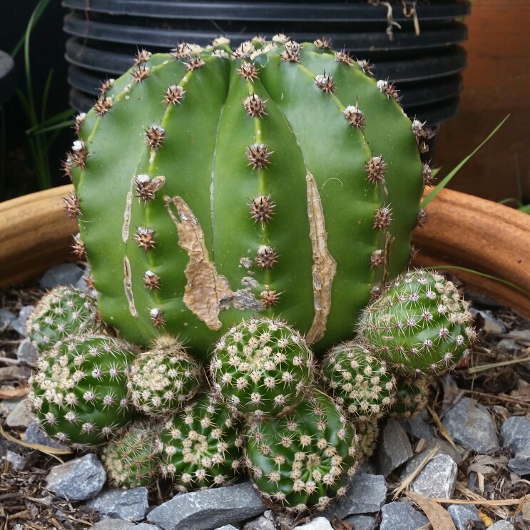 Echinopsis oxygona syn. Echinopsis eyriesii, Echinopsis multiplex, Echinopsis tubiflora