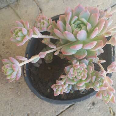 Echeveria Prolifica