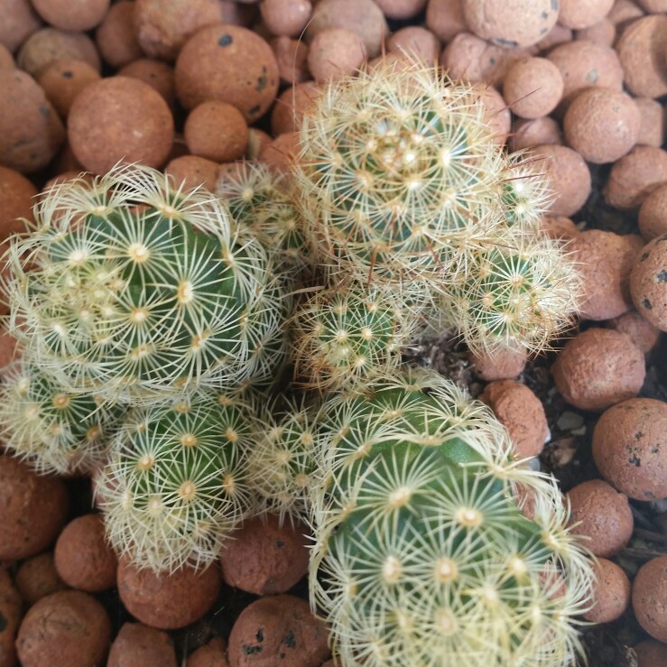 Plant image Mammillaria elongata