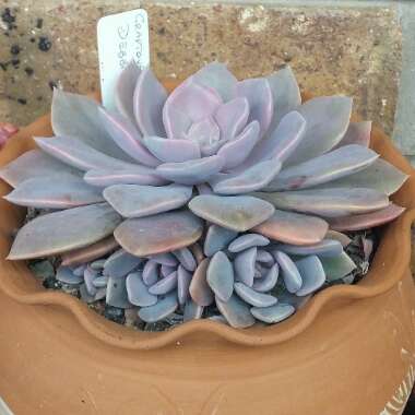 xGraptoveria Debbi