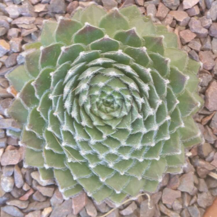 Plant image Sempervivum Pacific Feather Power