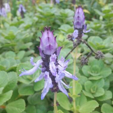 Plectranthus caninus