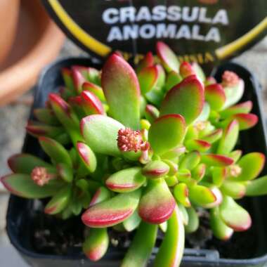 Crassula anomala syn. Crassula atropurpurea var. anomala