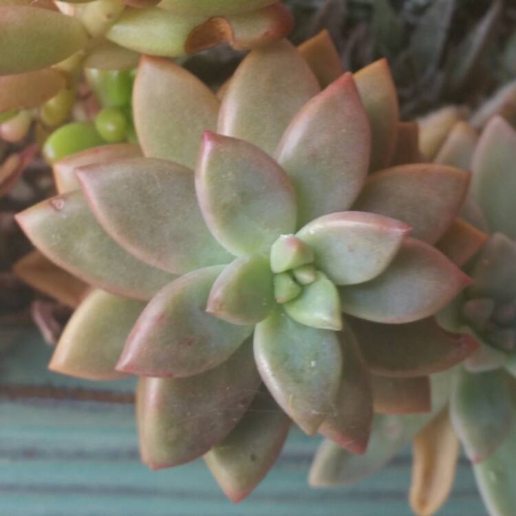 plant image 487083