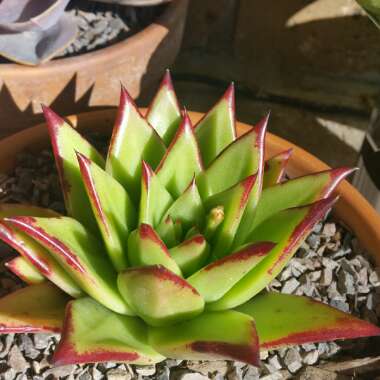 Echeveria Agavoides Red Edge