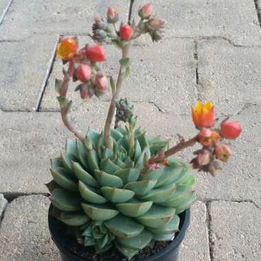 Echeveria Fabiola