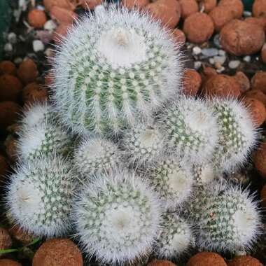 Notocactus succineus var. albispinus syn. Parodia scopa f. albiseta