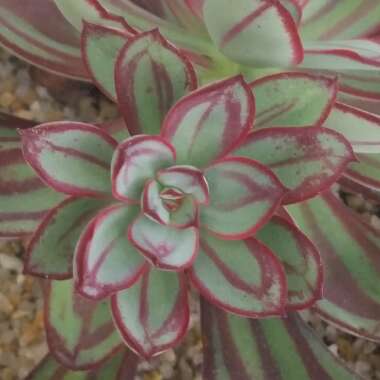 Echeveria Nodulosa