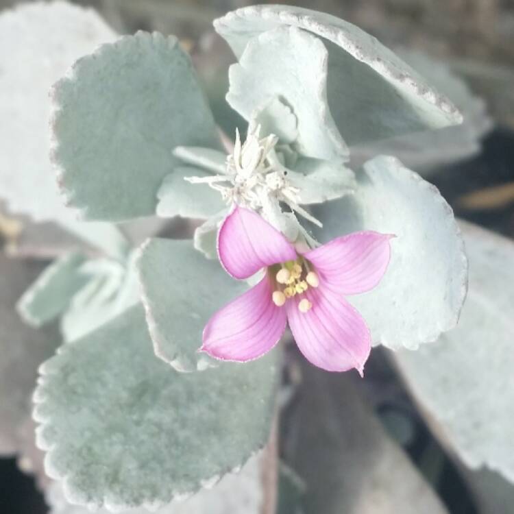 Plant image Kalanchoe Pumila