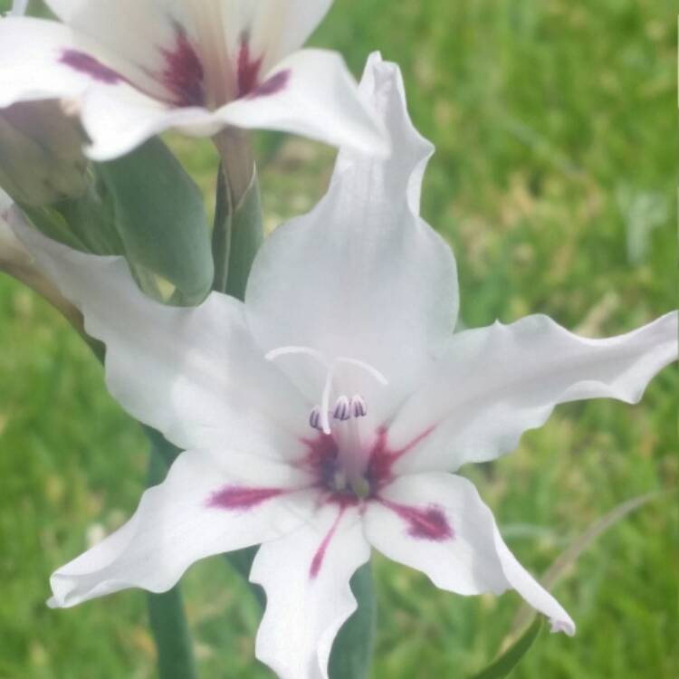 Plant image Gladiolus 'Blushing Bride' syn. Gladiolus nanus 'Blushing Bride', Gladiolus x colvillei 'Blushing Bride'