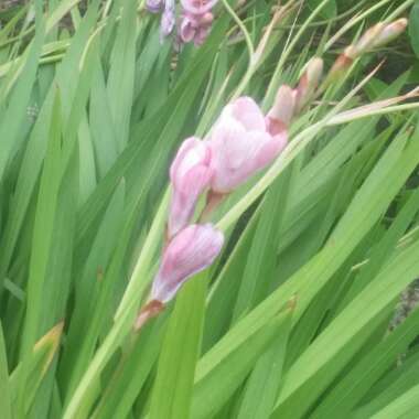 Tritonia crocata 'Pink'