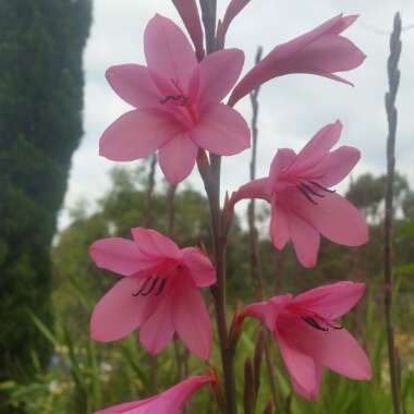 Watsonia borbonica