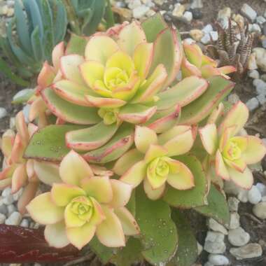 Aeonium Haworthii Dreamcolour