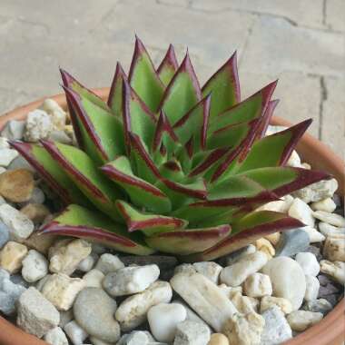 Echeveria Agavoides Red Edge