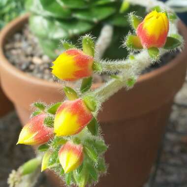 Echeveria Setosa var. Ciliata