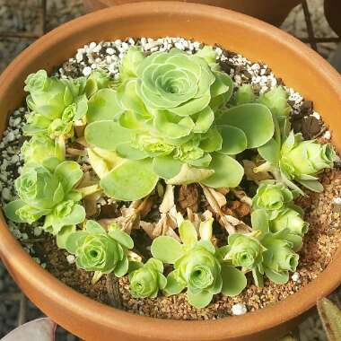 Aeonium Aureum