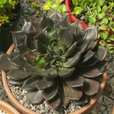 Echeveria Black Prince