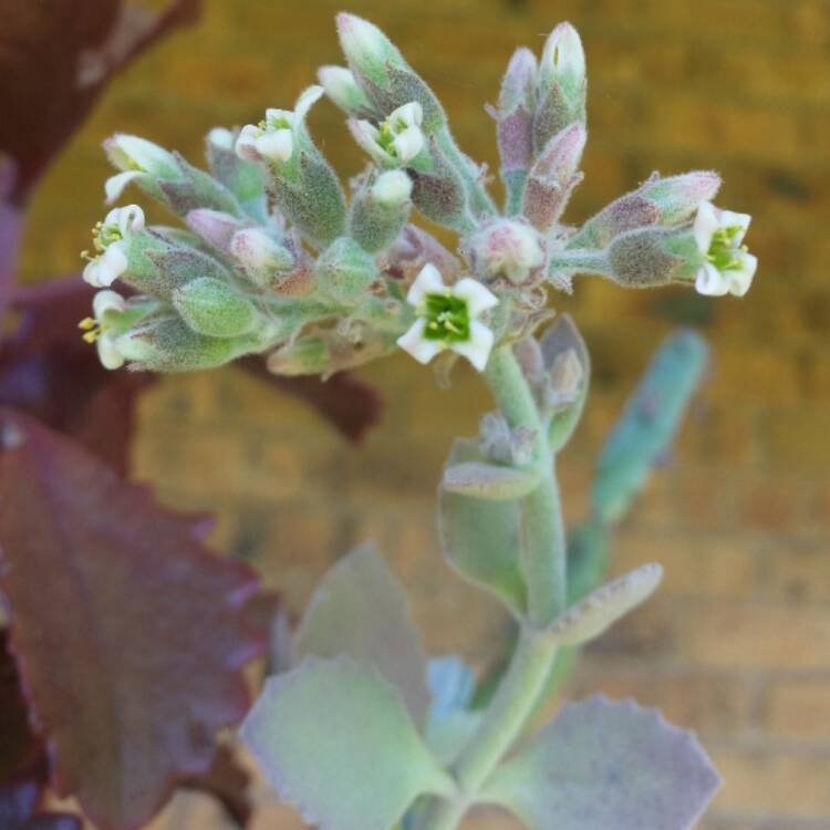 Plant image Kalanchoe millottii