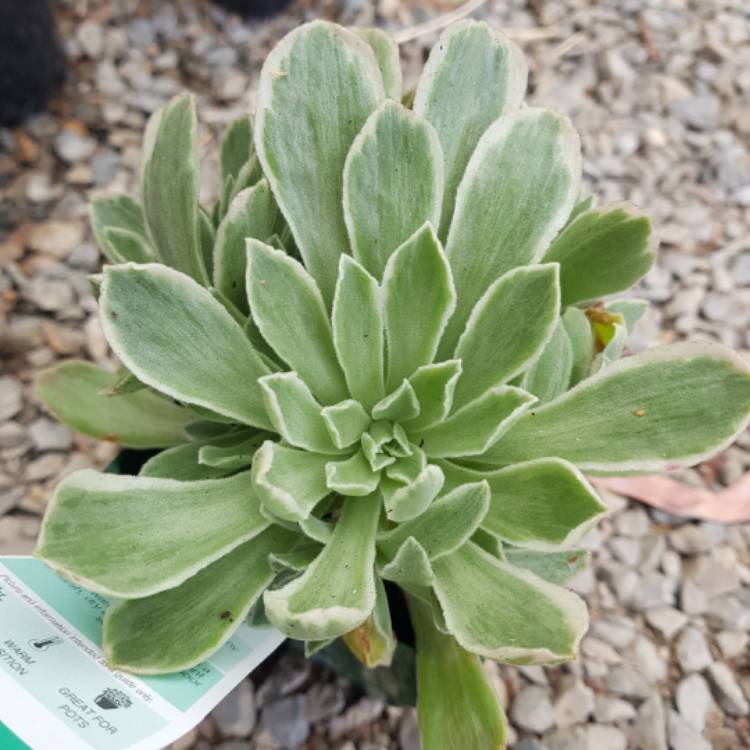 Plant image Aeonium Ballerina