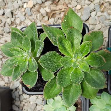 Echeveria Setosa Giant