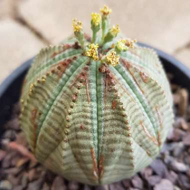 Euphorbia Obesa