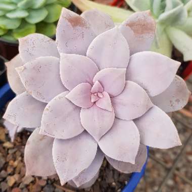 Graptopetalum Superbum