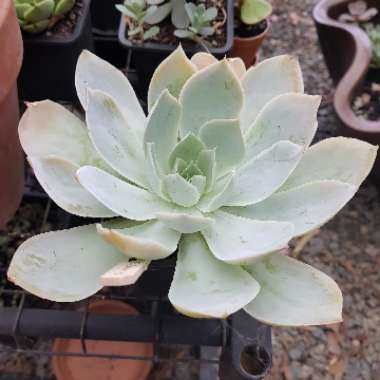 Echeveria Domingo