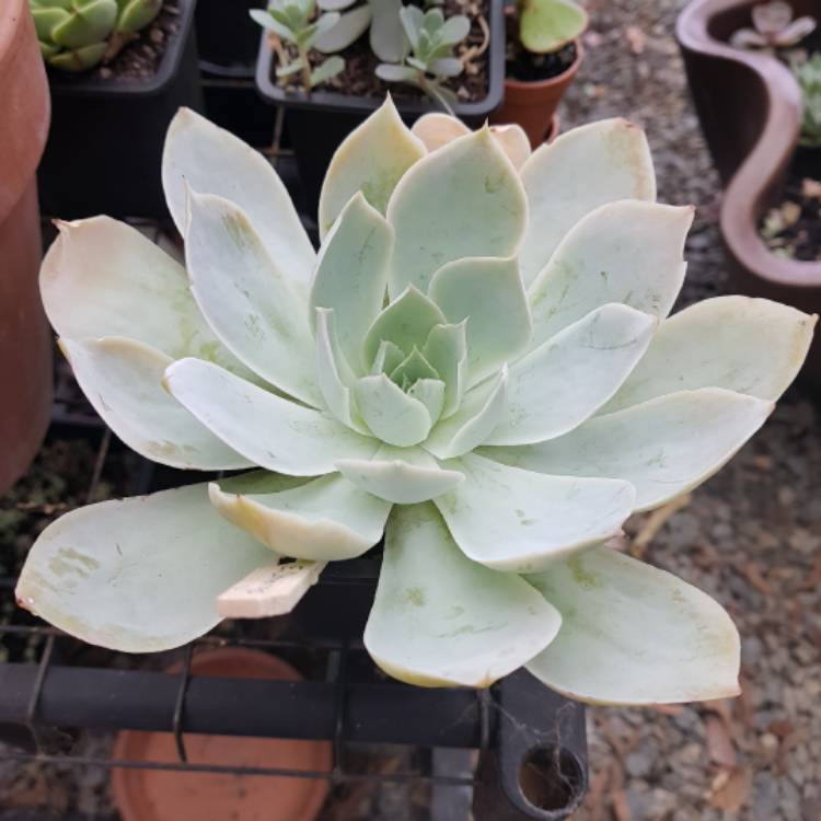 Plant image Echeveria Domingo