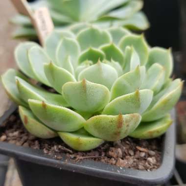 Echeveria Ben Badis