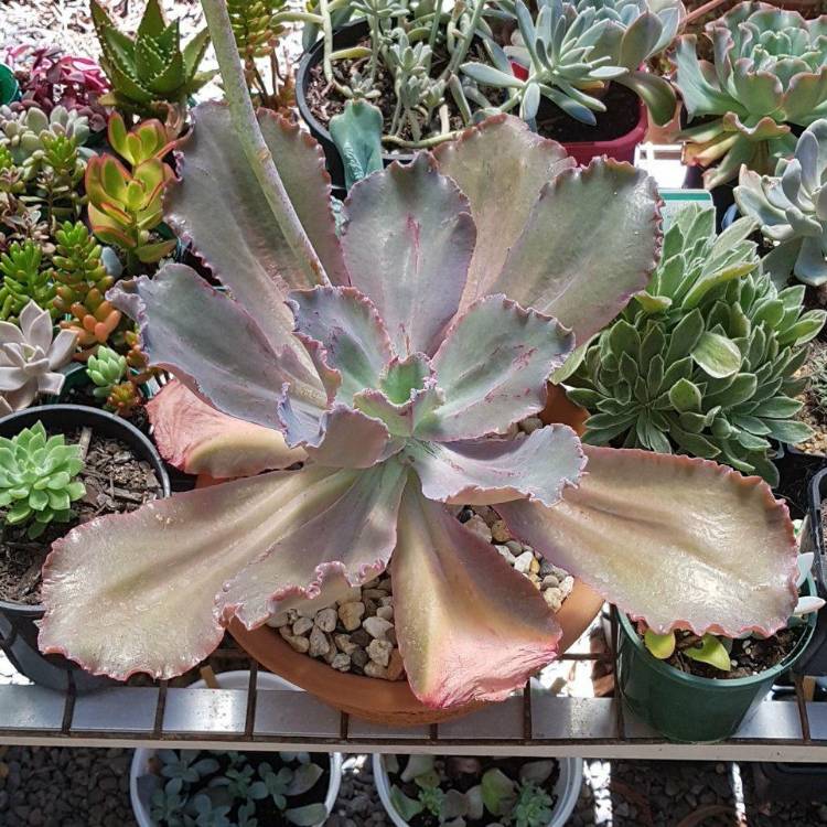 Plant image Echeveria La Femme