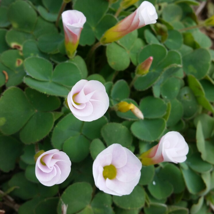 Oxalis Incarnata