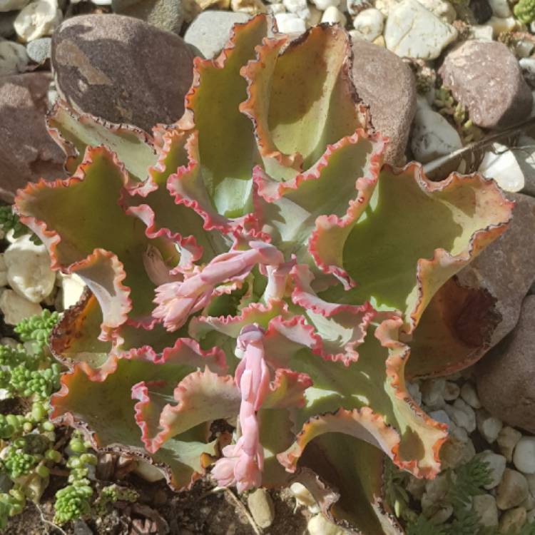 Plant image Echeveria Dick's Pink