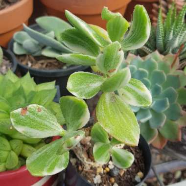 Crassula ovata 'Tricolor'