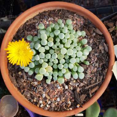 Fenestraria aurantiaca