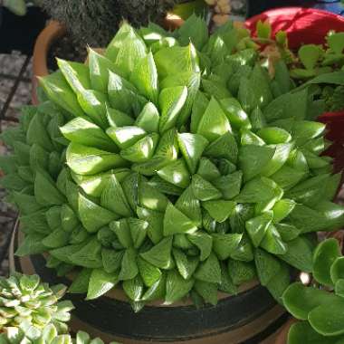 Haworthia Cuspidata