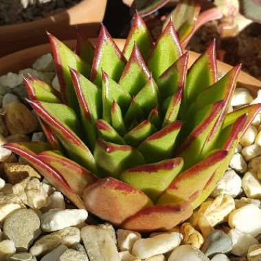 Echeveria Agavoides Red Edge