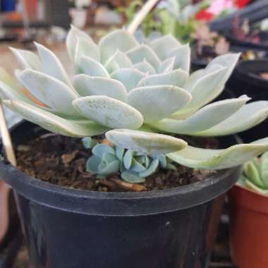 Echeveria Runyonii