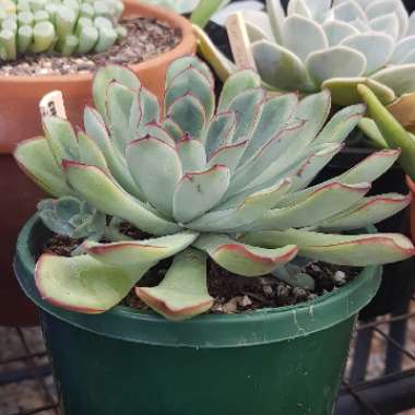 Echeveria Pulidonis