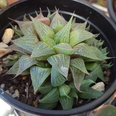 Haworthia magnifica