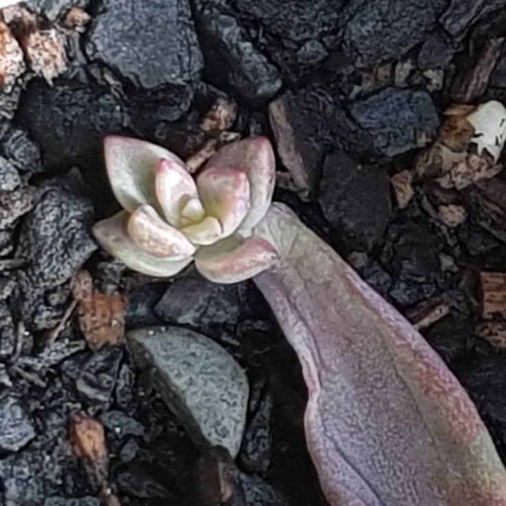 Plant image Graptopetalum Claret